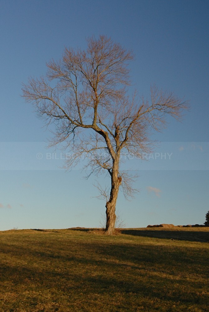 997 - The Tree Project