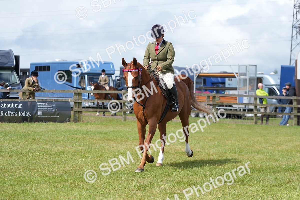 SBM_12895 - Class 99 - RIHS SEIB Working Show Horse