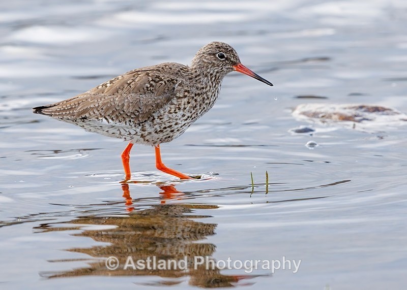 Redshank - Latest Images