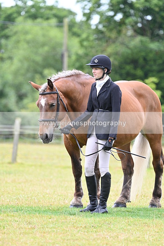 WJ7_6338 - Class 4a Prettiest Mare over 14hh