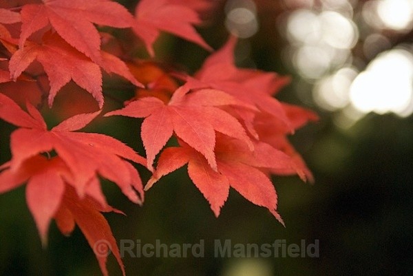 - Autumn