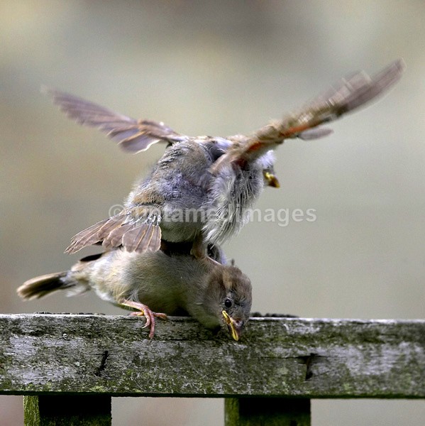 House sparrow - United Kingdom