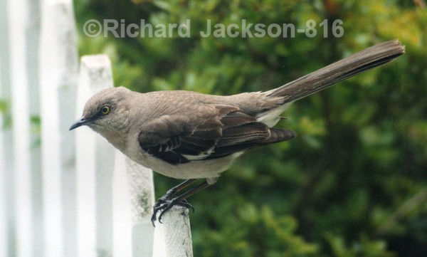 Mockingbird - Birds