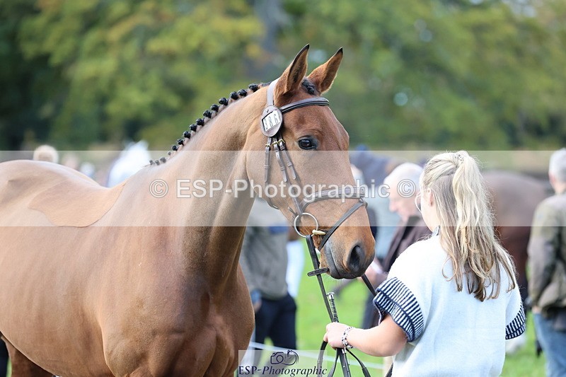251026A-102626-22990 - E-386-Zara.Head