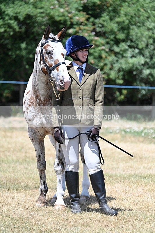 WJ7_2423 - Class 5a Most Handsome Gelding in hand (above 14.2hh)