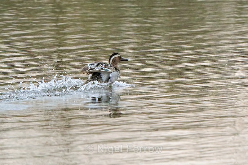 Garganey (male) landing on water, Stratfield Brake, Oxfordshire - Garganey