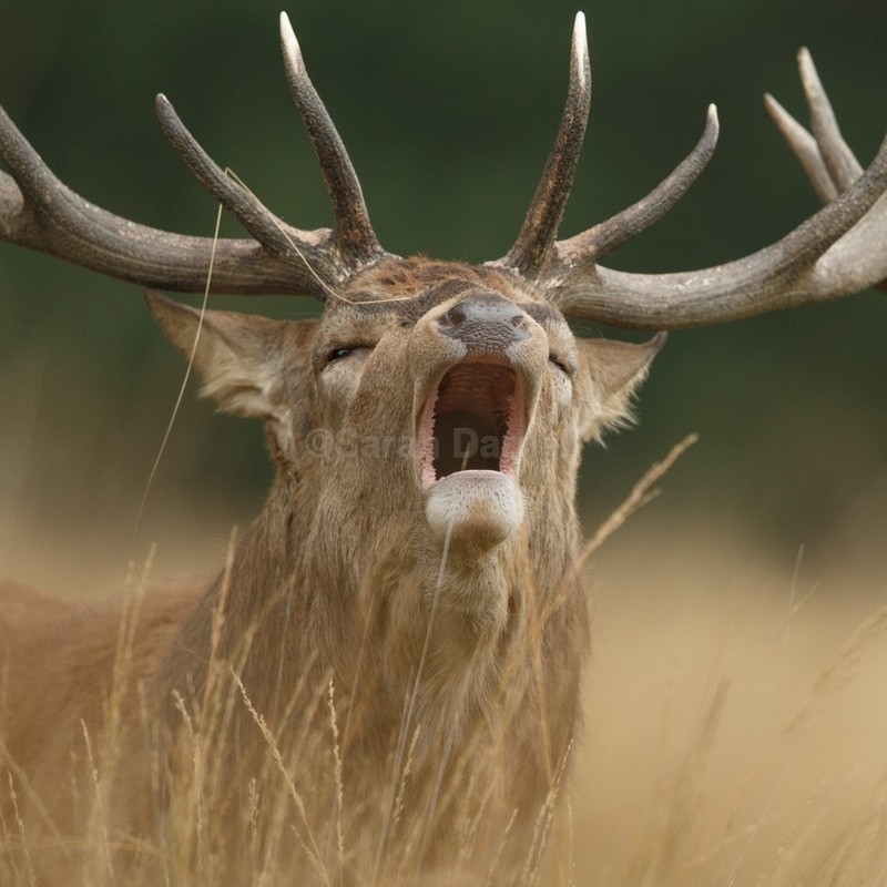 Red Deer Stag SD2538 - Greeting Cards