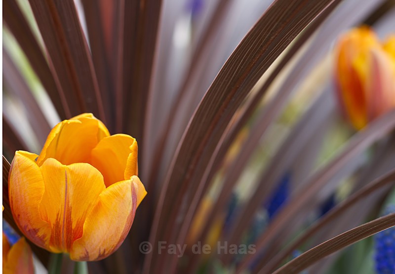  - Spring's Delights