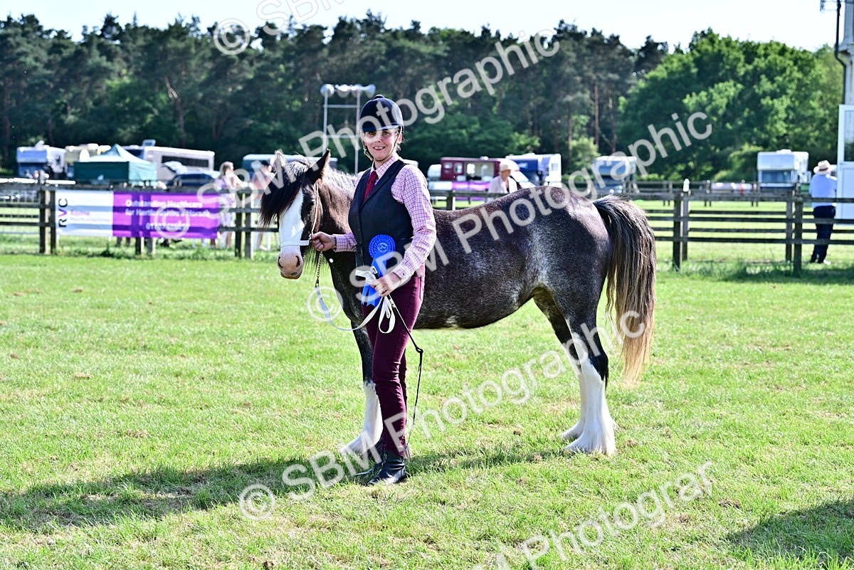 SBM_10055 - Class 63-65 - Traditional Gypsy Cobs In Hand & Ridden