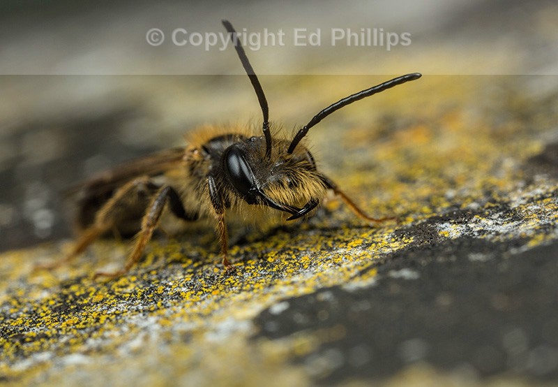 Andrena bucephala (m)