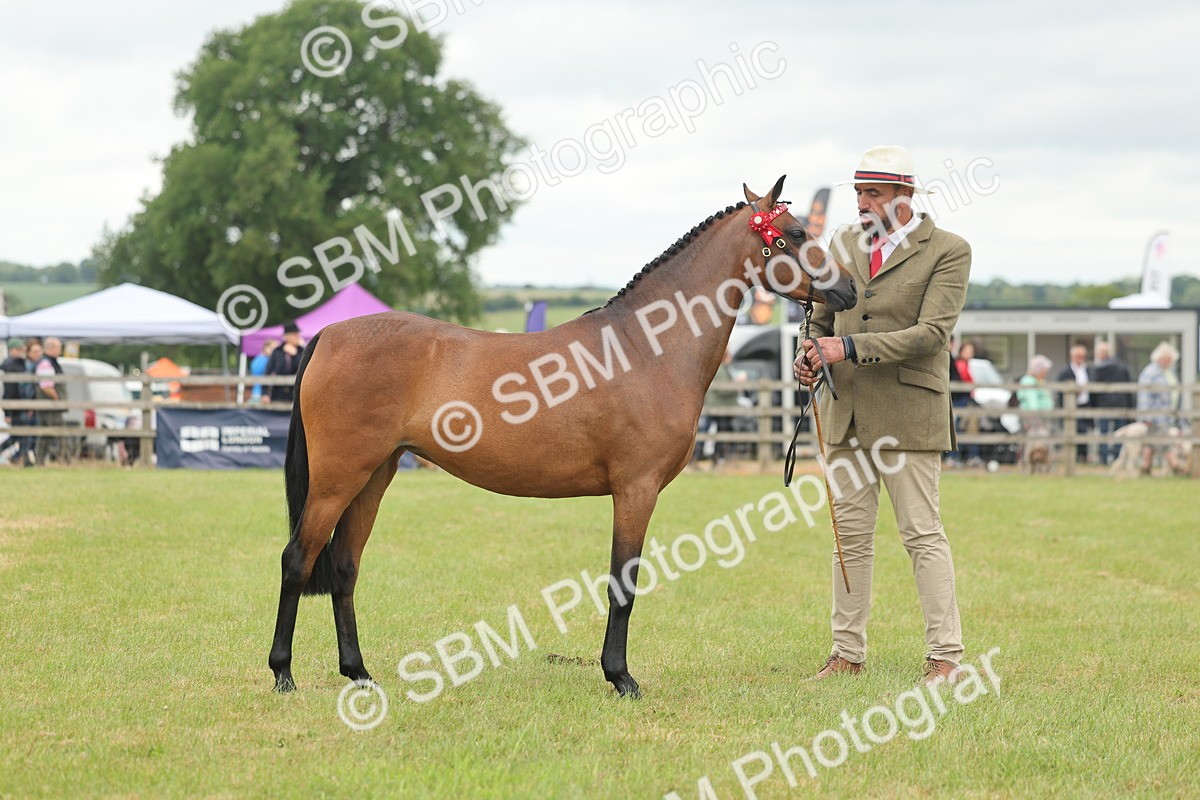 SBM_05433 - Class 68-73 - Riding Pony Breeding