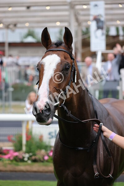 yr22072022r6-45 - Race 6 7.50pm Gallop Racing Stakes