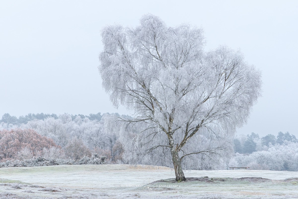 White Silver - WINTER