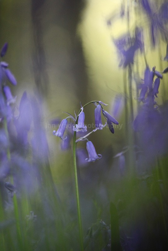  - Woodland scenes & flowers