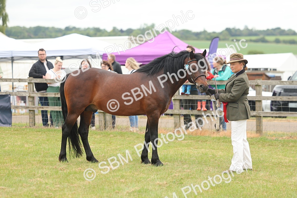 SBM_05075 - Class 50-57 - M&M Welsh Pony In Hand