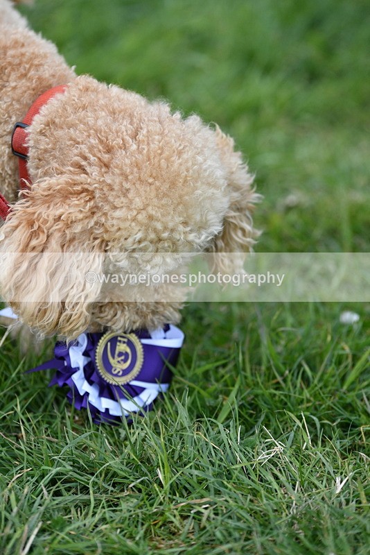 WJ5_9445 - Class 1 Best Cross Breed / Heniz 57