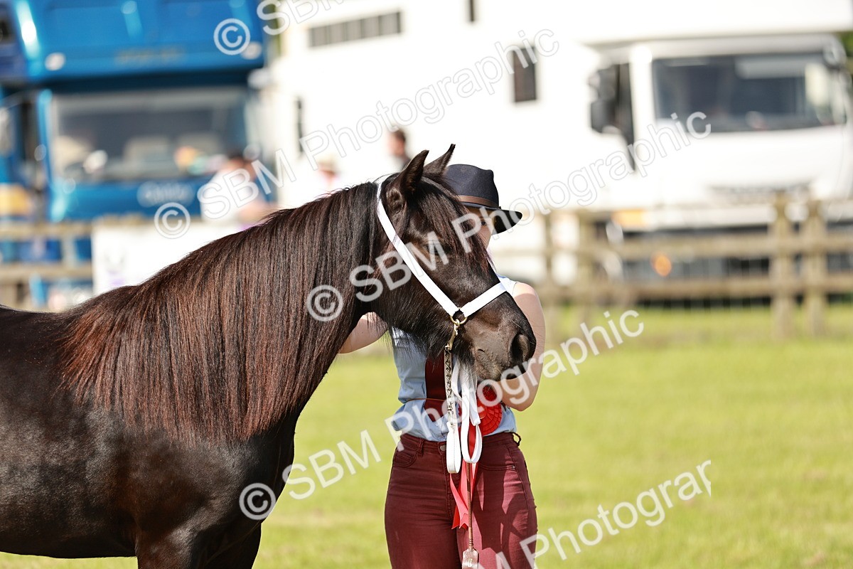 SBM_00898 - Class 14-23 - Mountain & Moorland In Hand Non Welsh