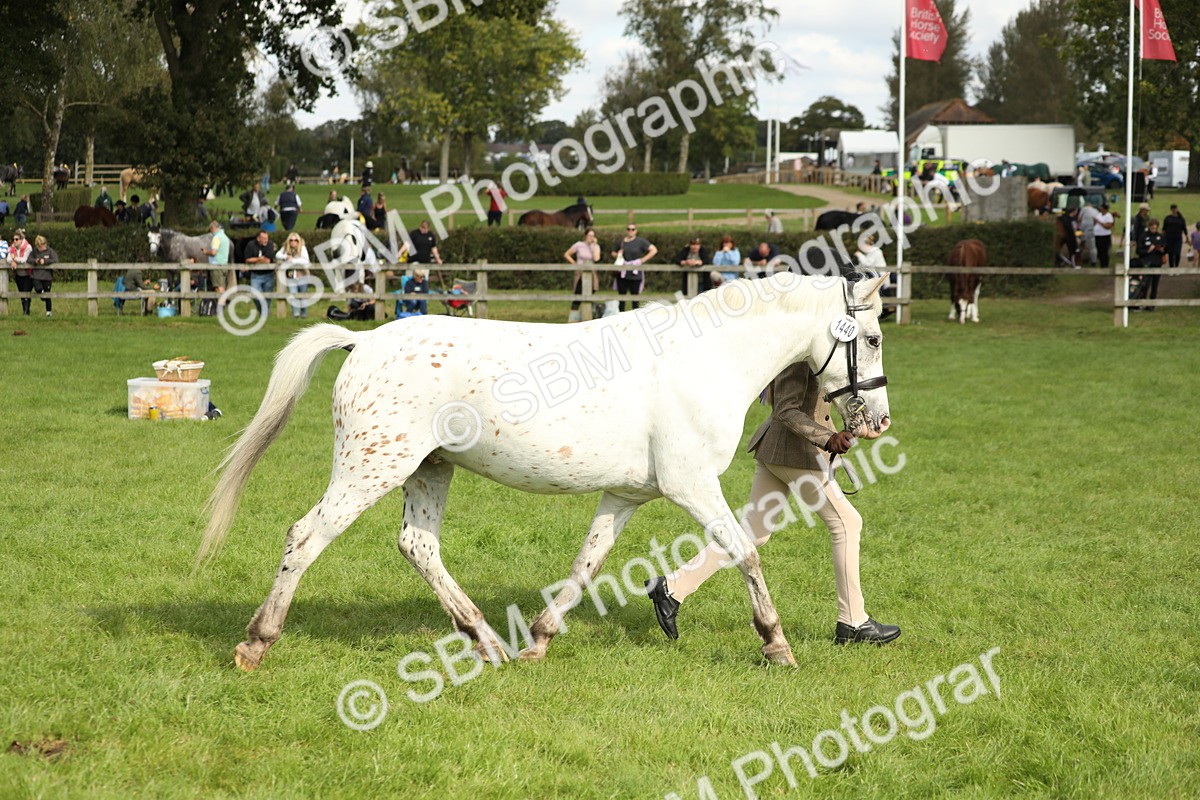 SBM_62814 - S46 - Mountain & Moorland In Hand Small Breeds