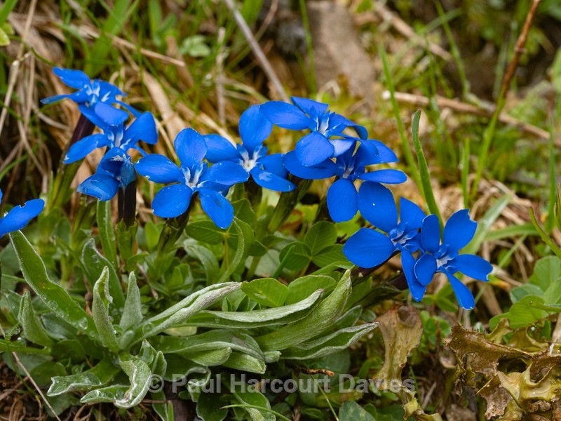 Spring gentian (Gentiana verna) - Wild Flowers