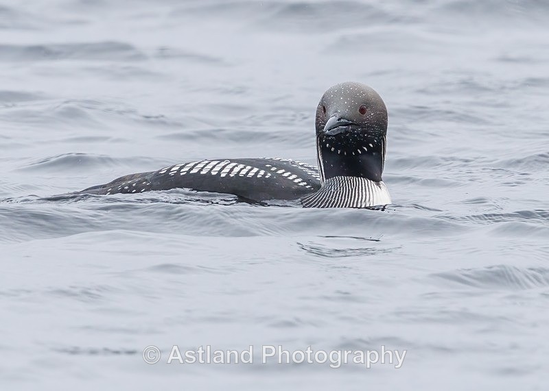 Black-throated Diver - Latest Images