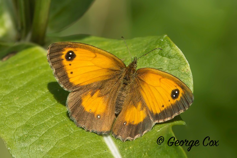 Gatekeeper