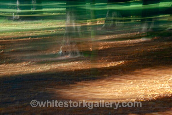  - Light In The Forest