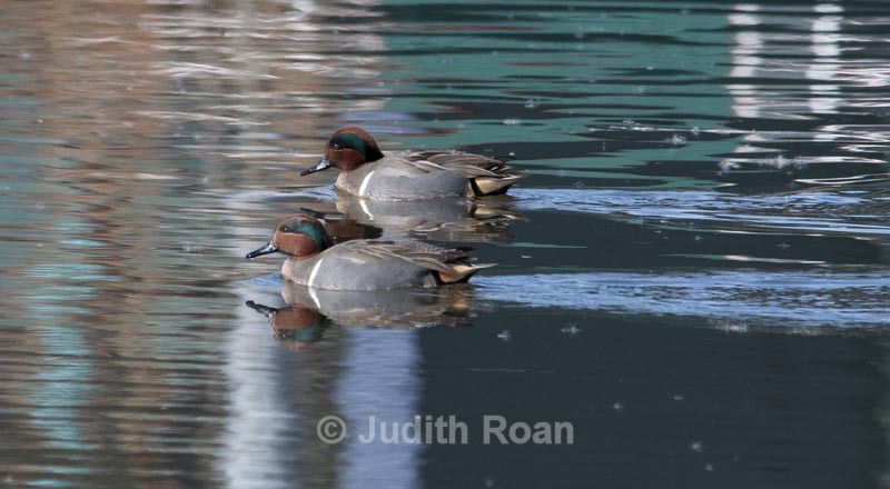 Green-winged Teal - Birds