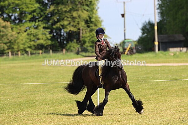 IMG_4400 - Working Hunter