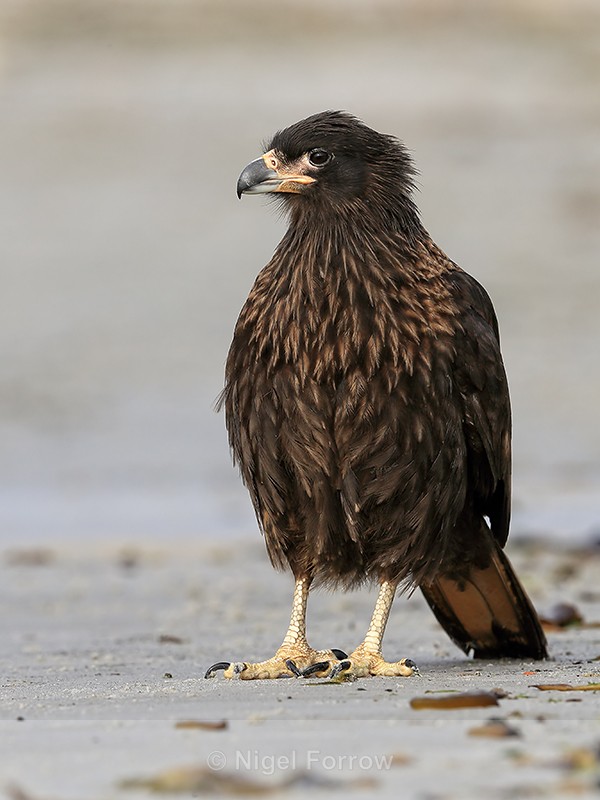 Striated Caracara standing upright & still, Carcass Island, Falklands - Striated Caracara