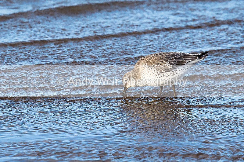 20150102-3K8A7521 - Dunlin