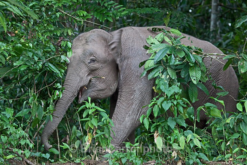 Pygmy Elephant ,Sabah, Borneo - Wildlife