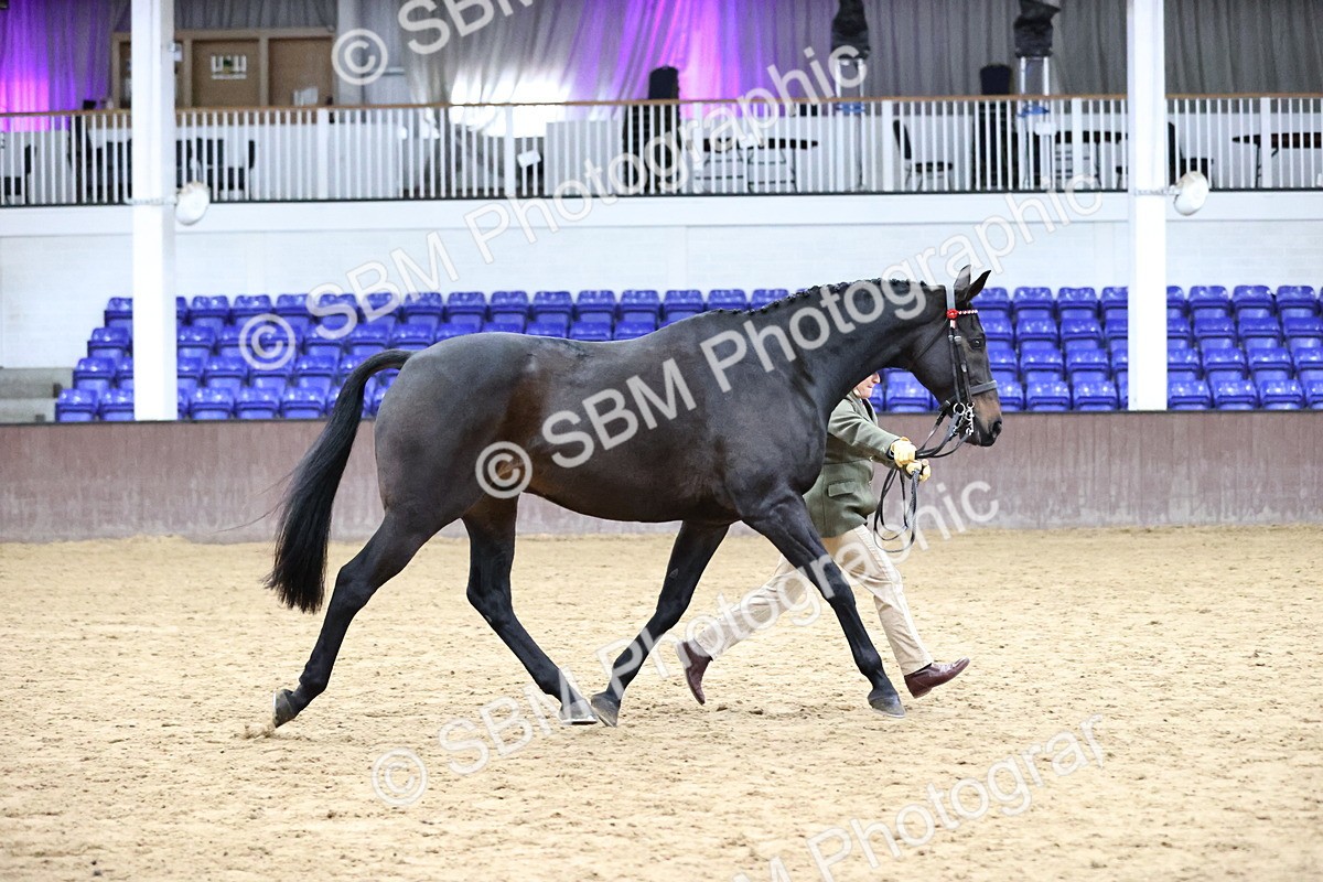 SBM_5763_Class 3 - BSHA In Hand Show Hunter-Racehorse - Jennifer