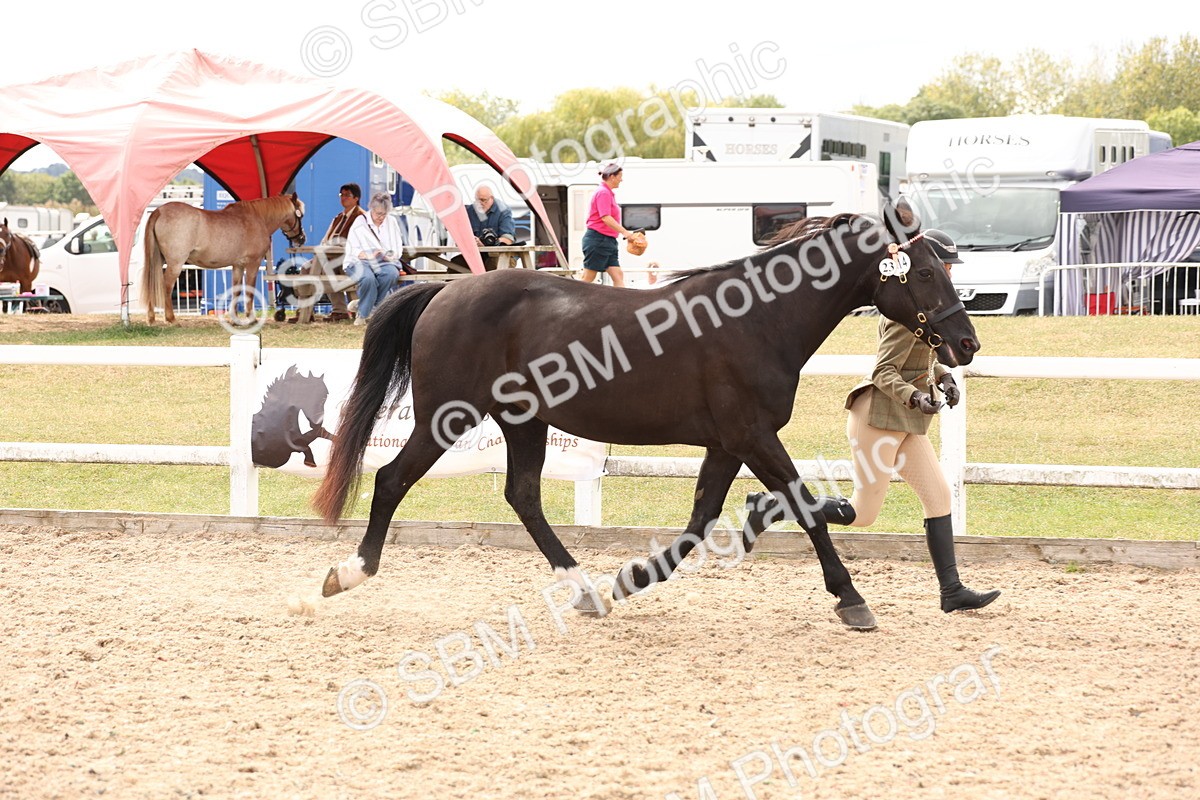 SBM_14651 - Class 208 - IH Veteran Horse