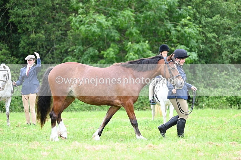 WJ7_4446 - Class 14B Prettiest Mare