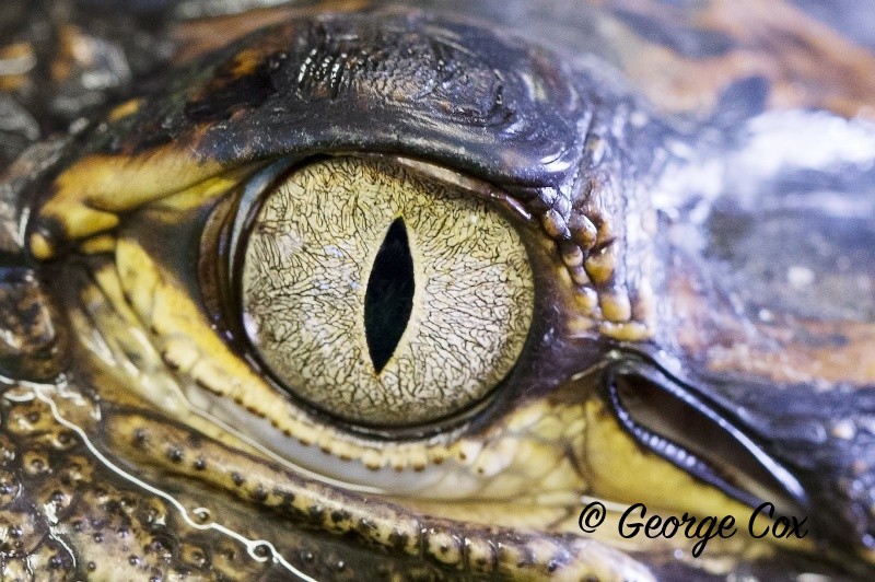 Alligator Eye
