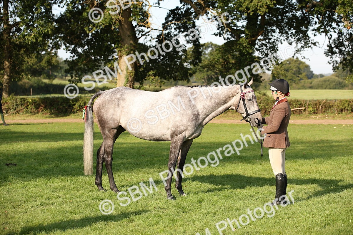 SBM_59359 - S52 - Other Coloured Horse In Hand