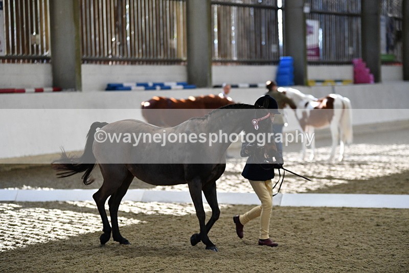 WJ5_3588 - Class 5 In Hand Veterans