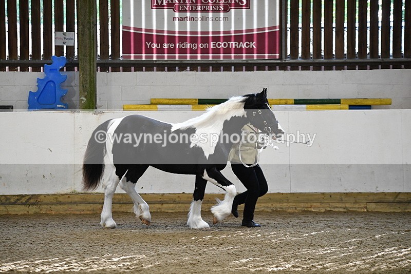 WJ5_3435 - Class 1 Youngstock