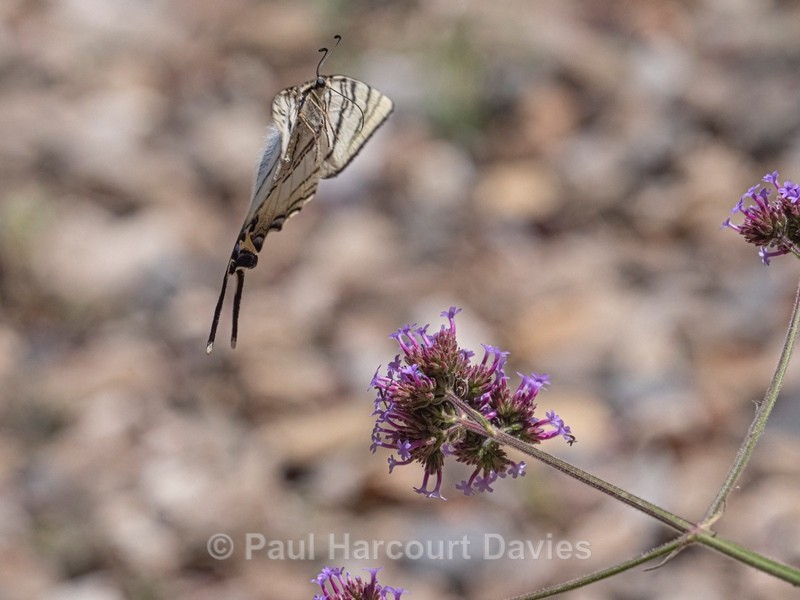 Scarce Swallowtail (Iphiclides podalirius) - Ten Metres from Home 2021