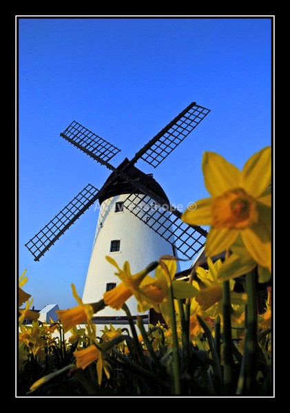 Lytham Daffodils - Lytham, Lancashire