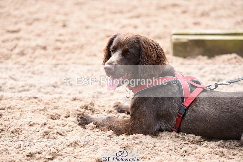 240518A-113736-00793 - Cls 1 Cutest Puppy