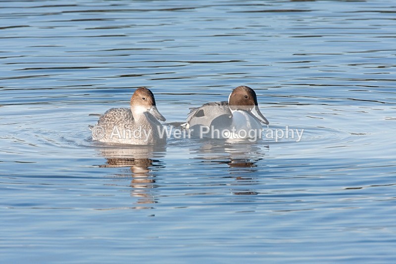 20081128-IMG_0858 127 - Pintail