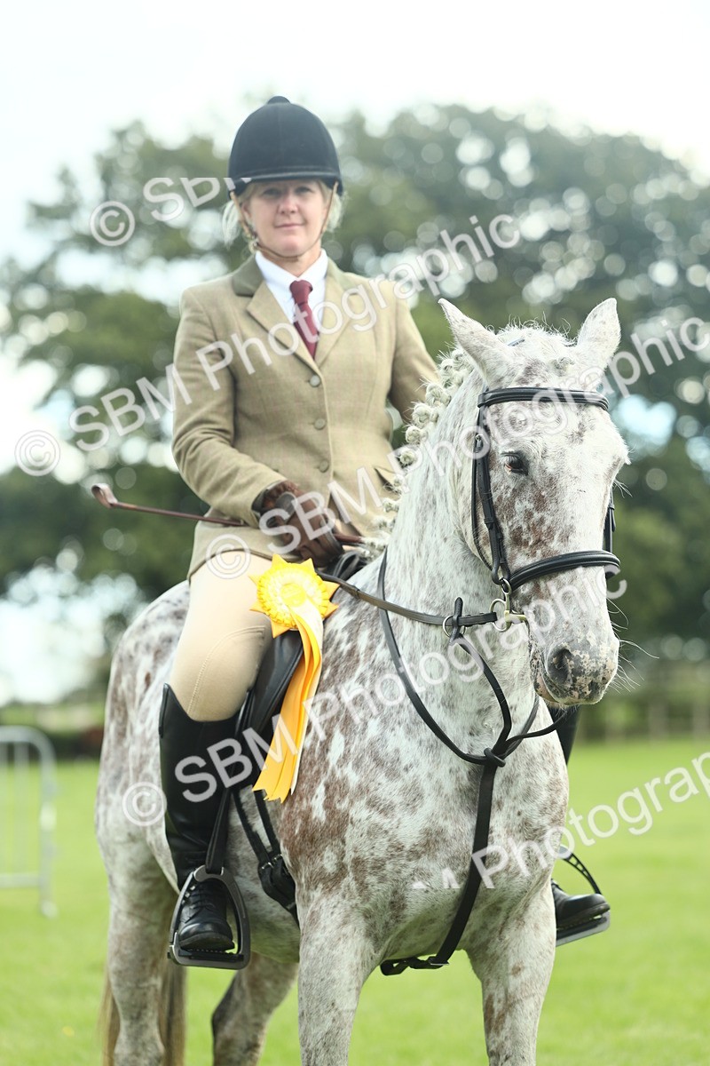 SBM_42216 - S29 - Novice & Newcomers Working Hunter Pony