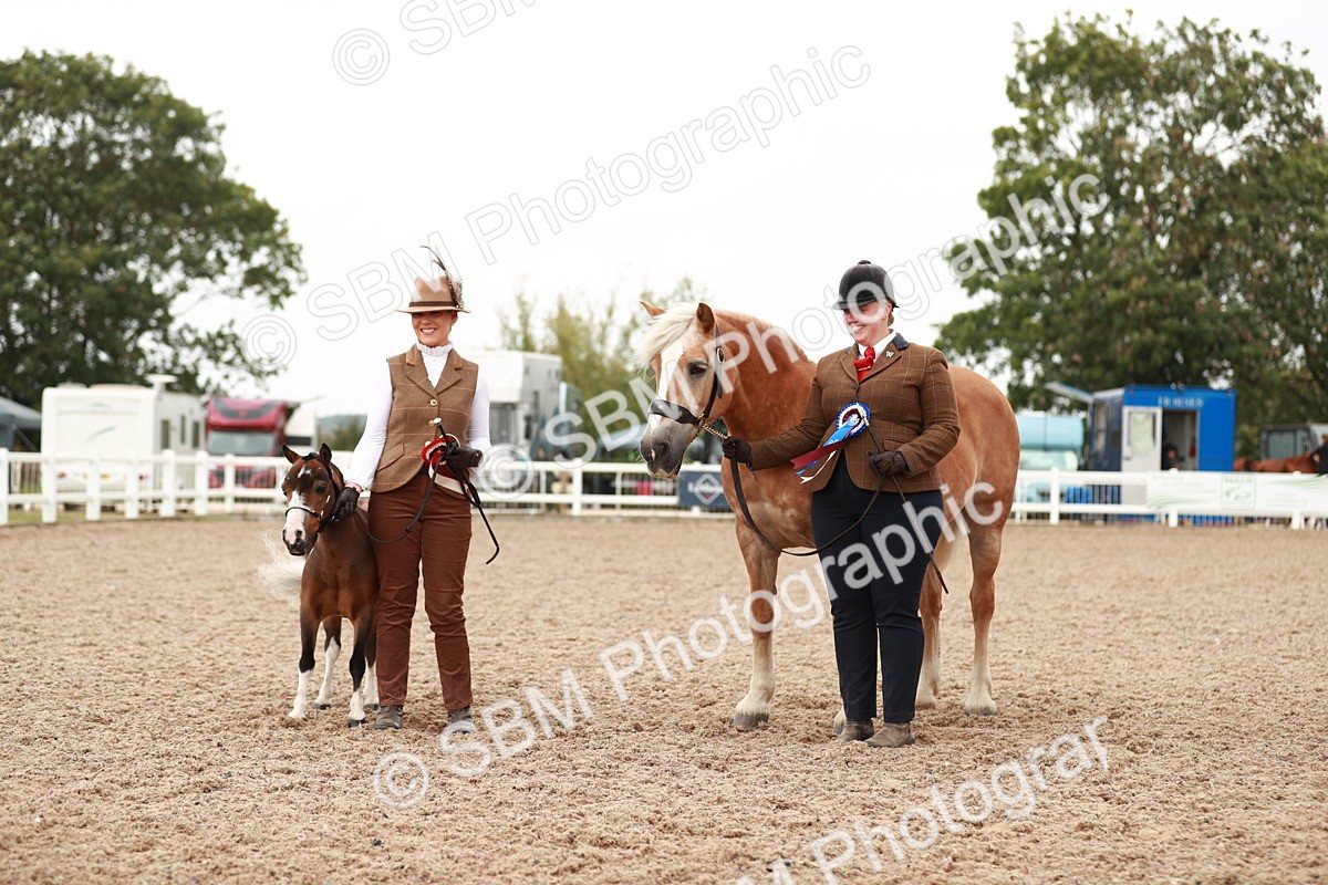 SBM_11919 - Class 206 IH Non Show Type Pony