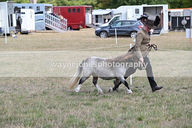 WJ6_6860 - Class 21 Shetland & Mini Horses