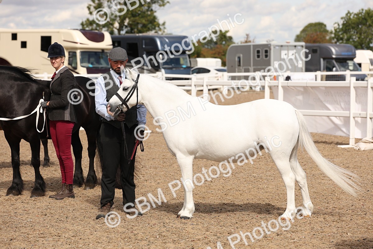 SBM_13973 - Class 205 - IH Show Pony - Show Hunter Pony