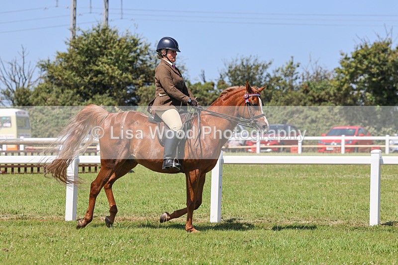 IMG_2246 - Class 37: Pure, Anglo & Part Bred Ridden Arab