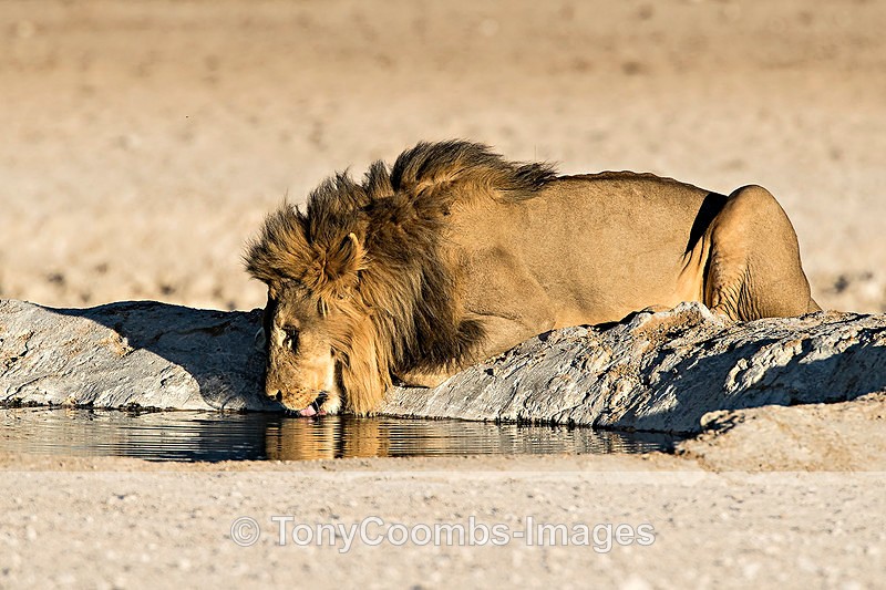 Lion  (m) - Etosha National Park ~ Mammals