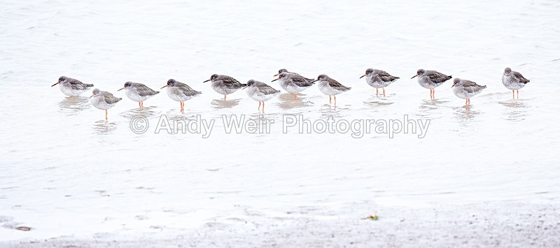 20140222-3K8A8879 - Redshank