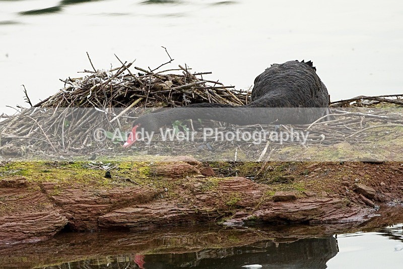 20110826-_MG_6611 - Black Swan